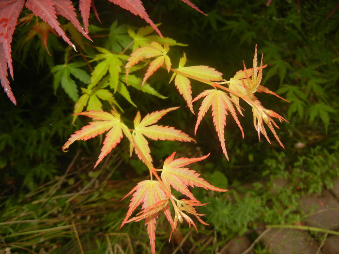 Acer palmatum Katsura (2014, June 18)
