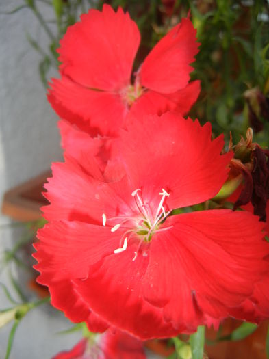 Red Dianthus (2014, June 22) - DIANTHUS_Garoafe Garofite