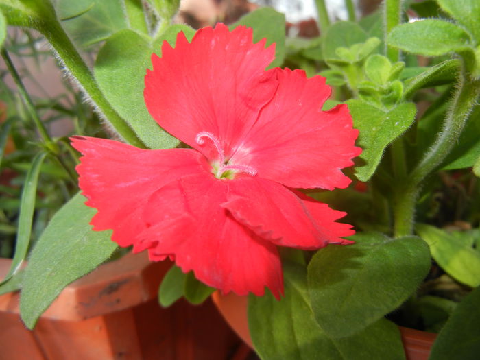 Red Dianthus (2014, June 22) - DIANTHUS_Garoafe Garofite