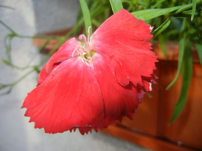 Red Dianthus (2014, June 22)