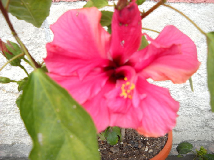 CAiro rosa 24.06.014 - HIBISCUS- 2014