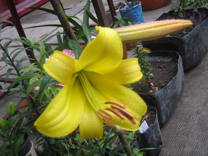 golden splendour 001