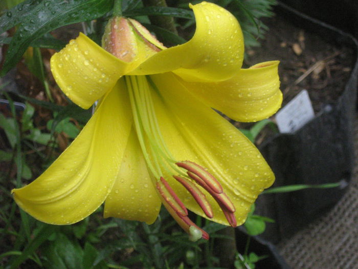 golden splendour 004