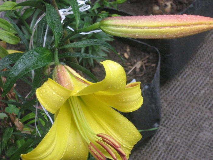 golden splendour 005 - crini de gradina