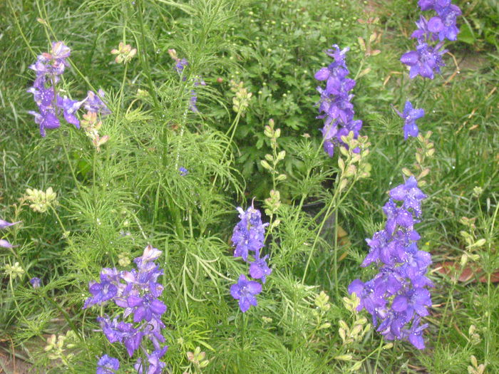 flori 003
