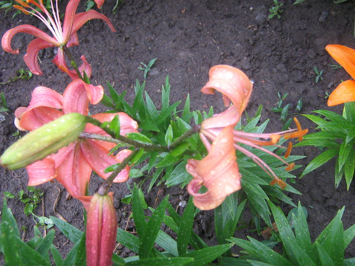 crini 002 - crini de gradina