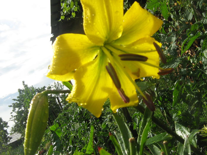 crini 007 - crini de gradina