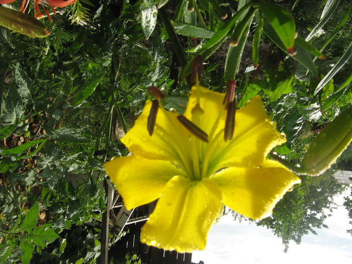 crini 008 - crini de gradina