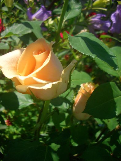 'Casanova'; Hybrid Tea.  Bred by Samuel Darragh McGredy IV (1963).
