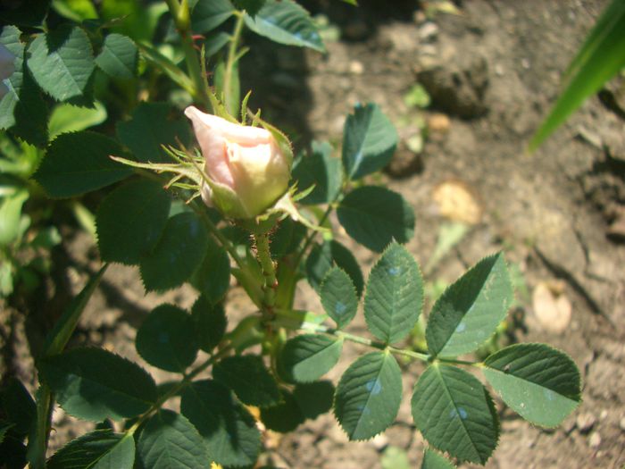 Great Maiden's Blush' • Cuisse de Nymphe• Alba Incarnata• La Virginale • Loyalist; Alba.  Bred by Unknown (before 1400).

