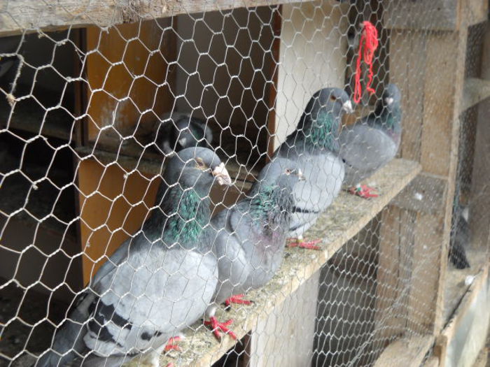 tata ,mama , fiu ,fiica - PORUMBEI STANDARD DIN 2014 vanduti