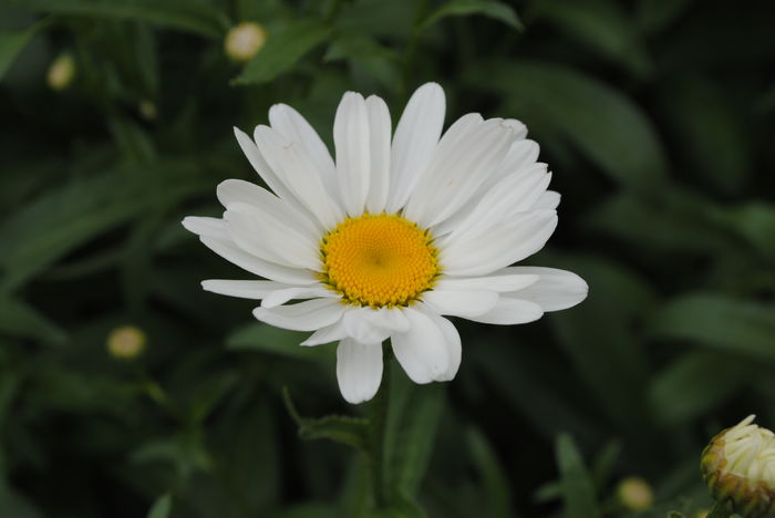 margareta - yyy 2014 gradina mea