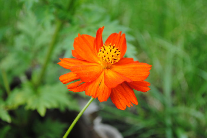 cosmos - yyy 2014 gradina mea