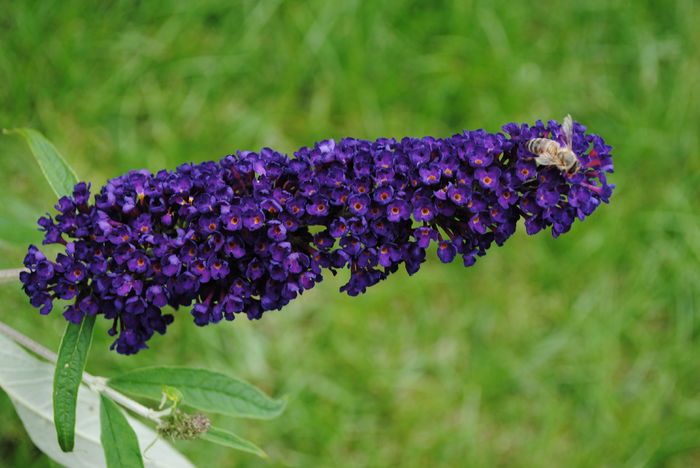  - yyy 2014 gradina mea