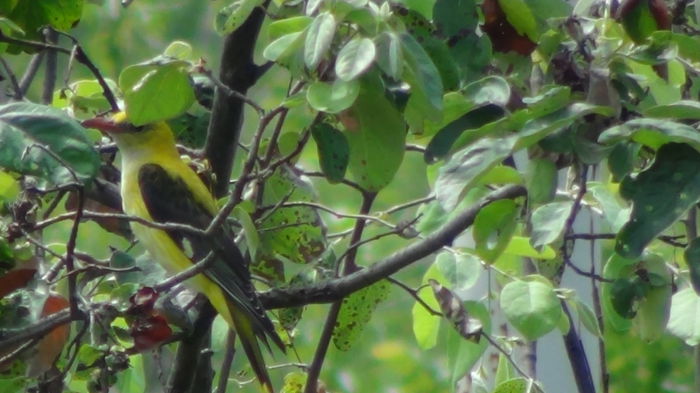 ea in apropierea cuibului