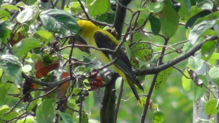 vigilenta si ea, dar nu canta