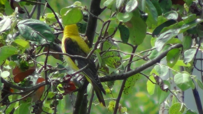 ea astepta unda verde spre cuib cam 5min