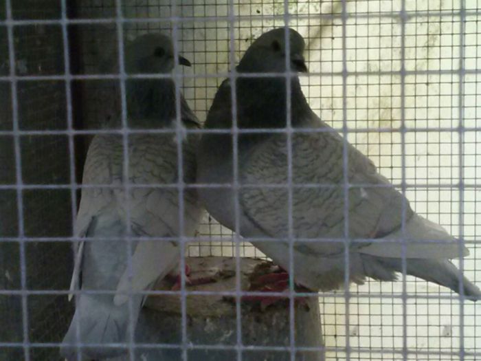 si parintii. - Pt Iubitorii Rasei 2