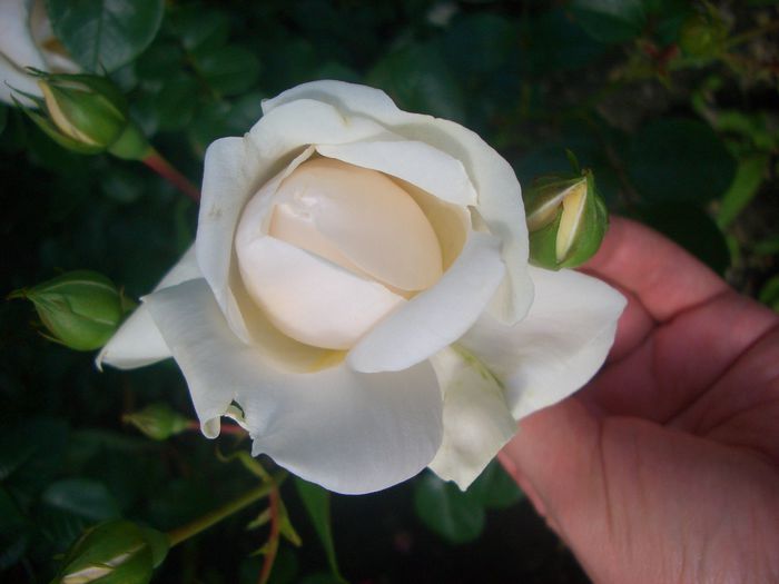 'Summer Memories• KO 92/3211-04 • KORuteli; Shrub.  Bred by Tim Hermann Kordes (Germany, 1992).
