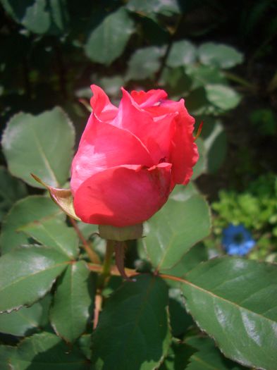 'Pariser Charme'• Charm of Paris • Charme Parisien • Paris Charm; Floribunda, Hybrid Tea.  Bred by Mathias Tantau, Jr. (1912 - 2006) (Germany, 1965).
