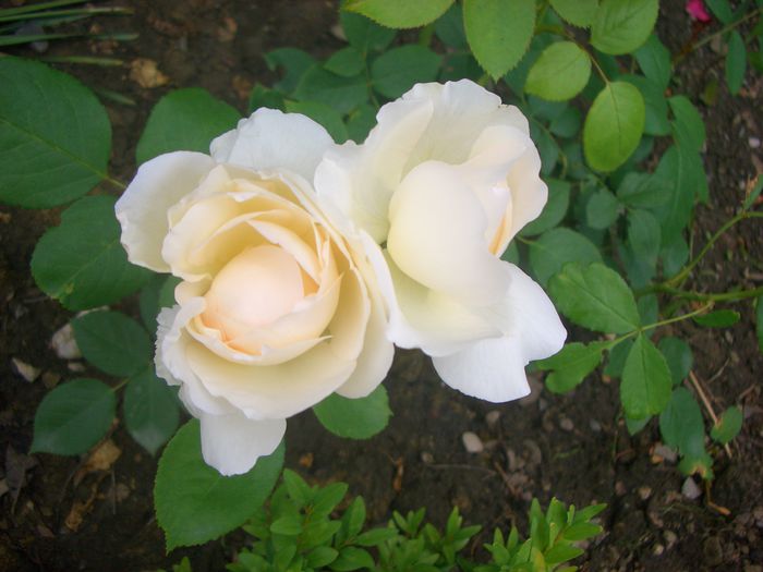 'Sebastian Kneipp ™' • Amoretto • Fragrant Memories • KORpastato; Hybrid Tea.  Bred by W. Kordes &amp; Sons (Germany, 1997).
