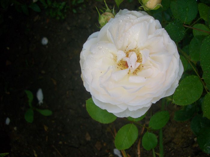 CIMG0066