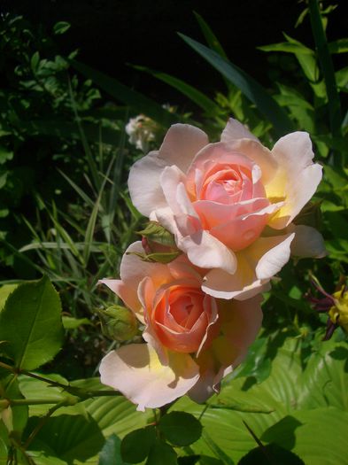 Parfum d'Orléans ®' • SAUnalid; Floribunda.  Bred by Bernard Sauvageot (France, 2006).
