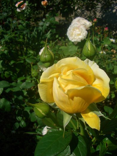 'Michelangelo' • Gracious Queen • MEItelov • Michel Angelo; Hybrid Tea.  Romantica ™.  Bred by Alain Meilland (France, before 1997).
