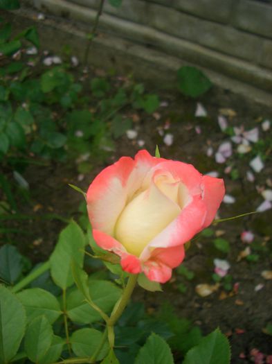 'Impératrice Farah ®' • DELivour • Empress Farah • Kaiserin Farah • Strawberry Parfait; Hybrid Tea.  Couture Collection.  Bred by G. Delbard (France, 1986).
