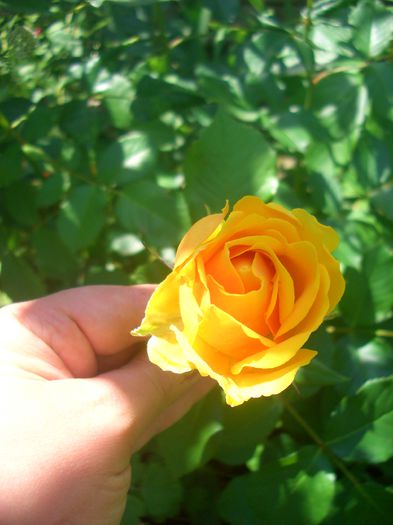 'Gold Reef ®'• POUldom; Floribunda.  Bred by L. Pernille Olesen (Denmark, 1999). Bred by Mogens Nyegaard Olesen (Denmark, 1999).
