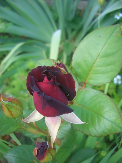 'Black Baccara ™' • MEIdebenne; Florists Rose, Hybrid Tea.  Bred by Jacques Mouchotte (France, before 2000).
