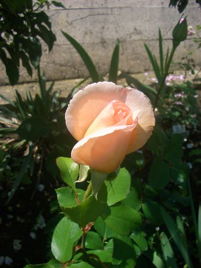 'André le Nôtre ®' • AM 988 • Betty White ™ • Fredrika Bremer • MEIceppus • Miriam Makeba; Hybrid Tea.  Bred by Alain Meilland (France, before 2000).
