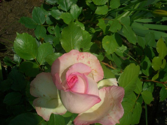 'Honoré de Balzac ®' • MEIparnin; Floribunda, Hybrid Tea.  Romantica ™.  Bred by Alain Meilland (France, 1997).
