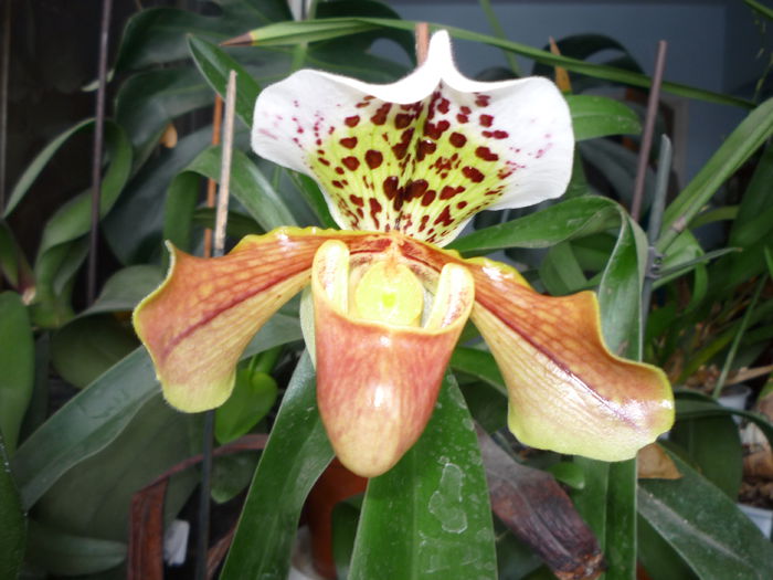 Orhidee - Flori 2014 - A doua parte