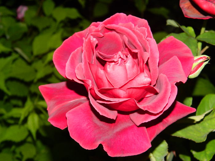 DSCN0415