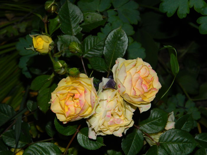 DSCN0419