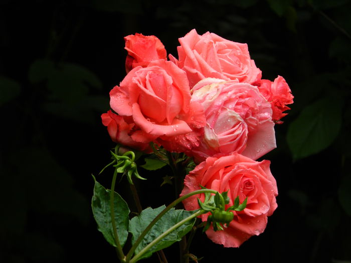 DSCN0481
