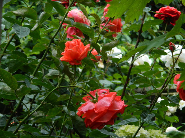 DSCN0483
