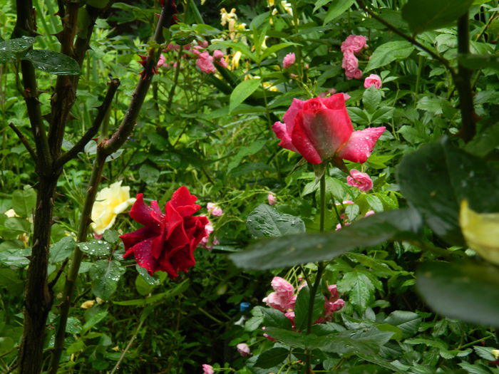DSCN0492