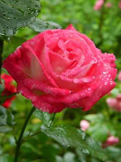DSCN0499