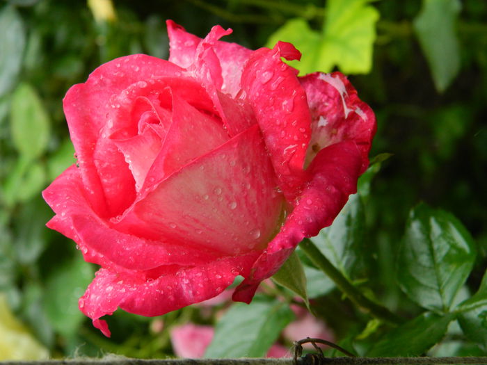 DSCN0500