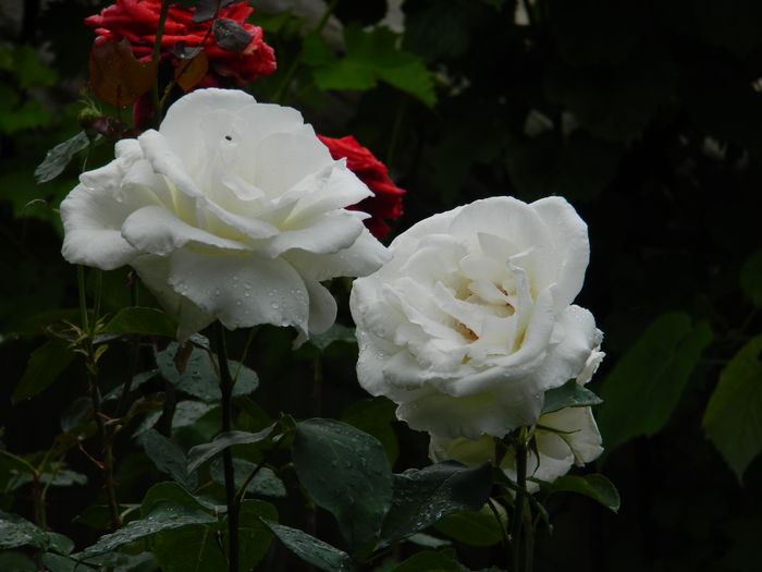DSCN0517