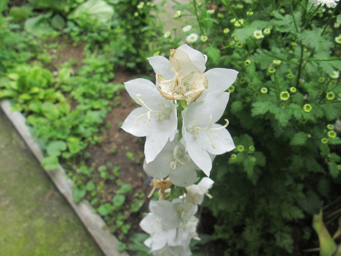 campanula de gradina - sfarsit de iunie 2014