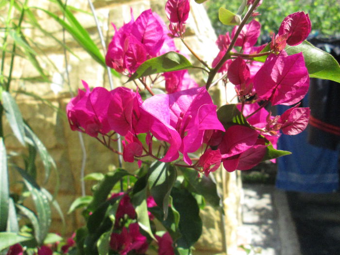 bougainvilea - sfarsit de iunie 2014