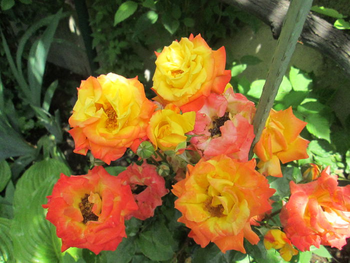 IMG_1919 - sfarsit de iunie 2014