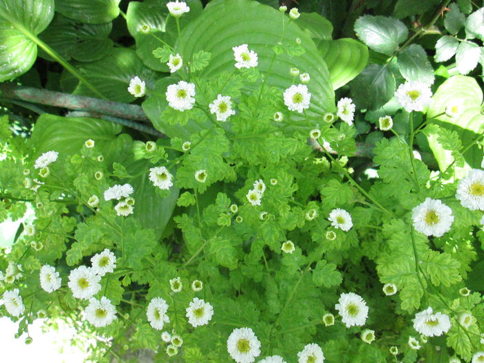 IMG_1920 - sfarsit de iunie 2014