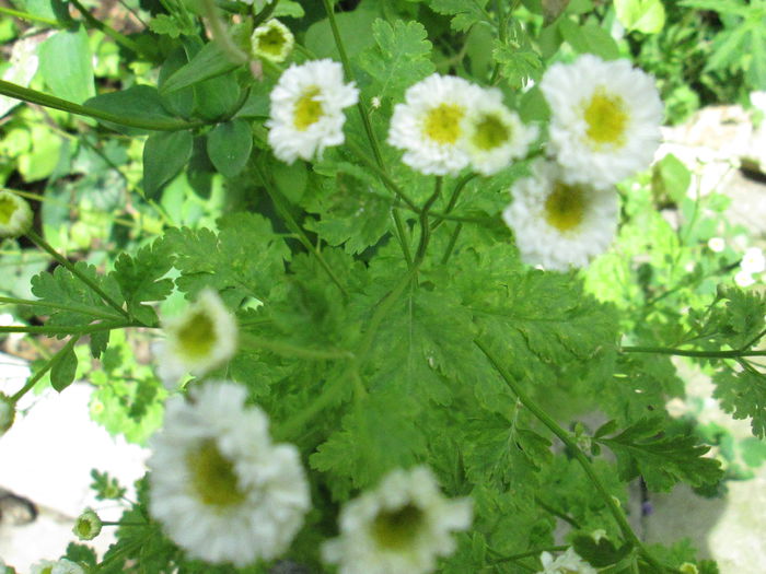 IMG_1922 - sfarsit de iunie 2014