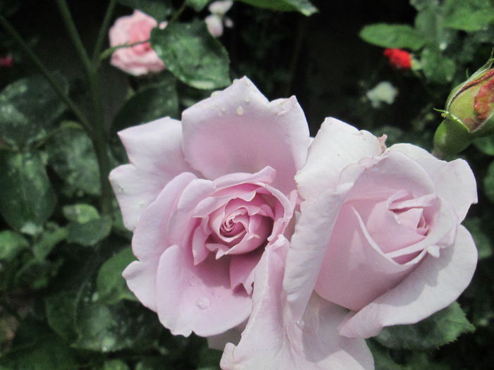 IMG_1924 - sfarsit de iunie 2014