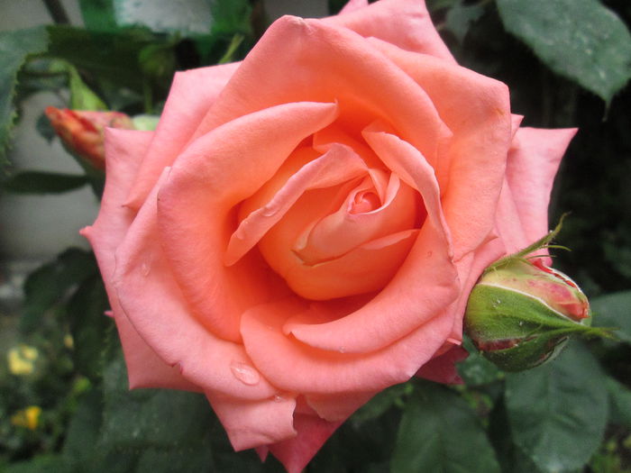 IMG_1927 - sfarsit de iunie 2014