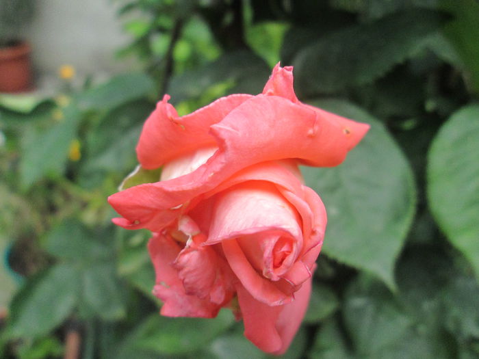 IMG_1928 - sfarsit de iunie 2014